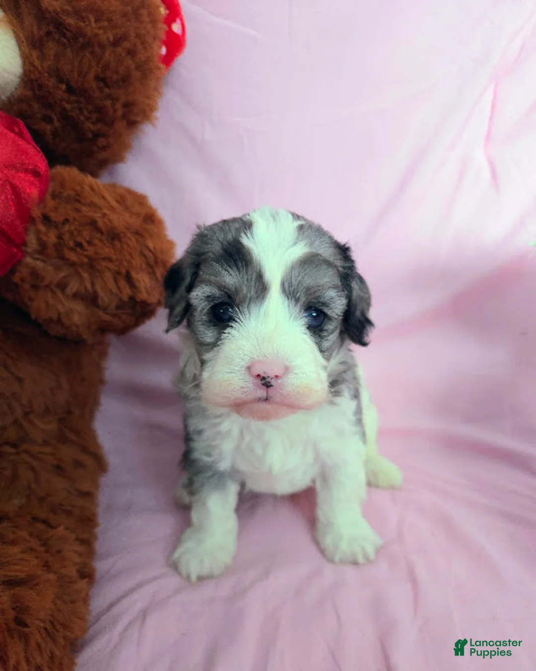 Cavapoo dogs for sale: Sven - Ad 9