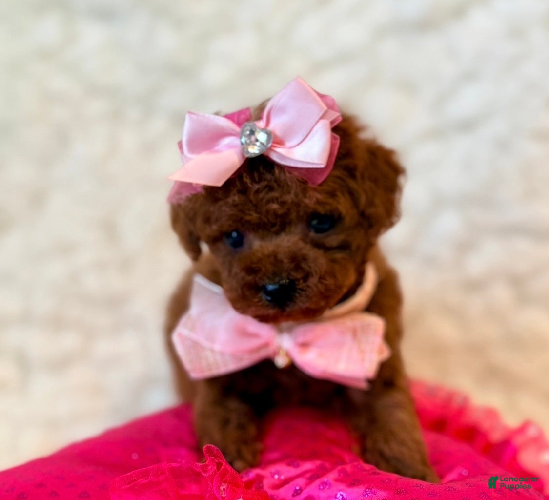 Toy Poodle dogs Summer tiny toy deep red - Ad 1