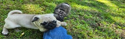 Pug dogs for sale: Davy - Ad 2