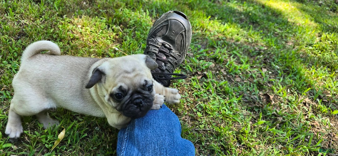 Pug dogs for sale: Davy - Ad 2