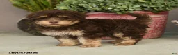 Havapoo dogs for sale: Theodore - Ad 5