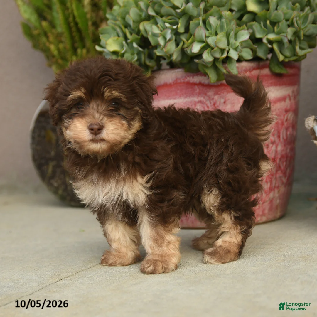 Havapoo dogs for sale: Theodore - Ad 5