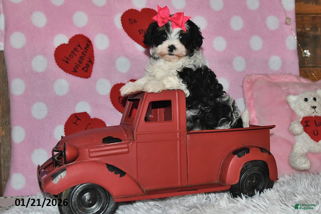 Lhasapoo dogs for sale: Juliet - Ad 3