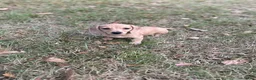 Miniature Dachshund dogs for sale: Honey - Ad 2