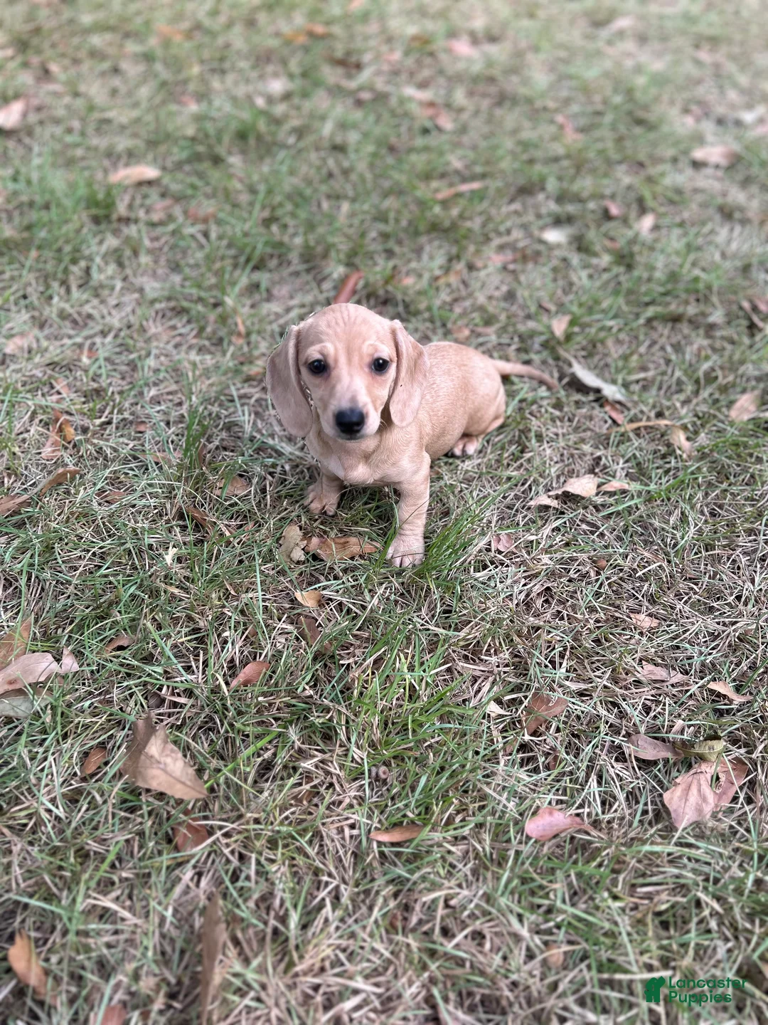 Miniature Dachshund dogs for sale: Honey - Ad 2