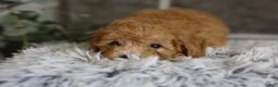 Toy Poodle dogs for sale: Chico - Ad 11