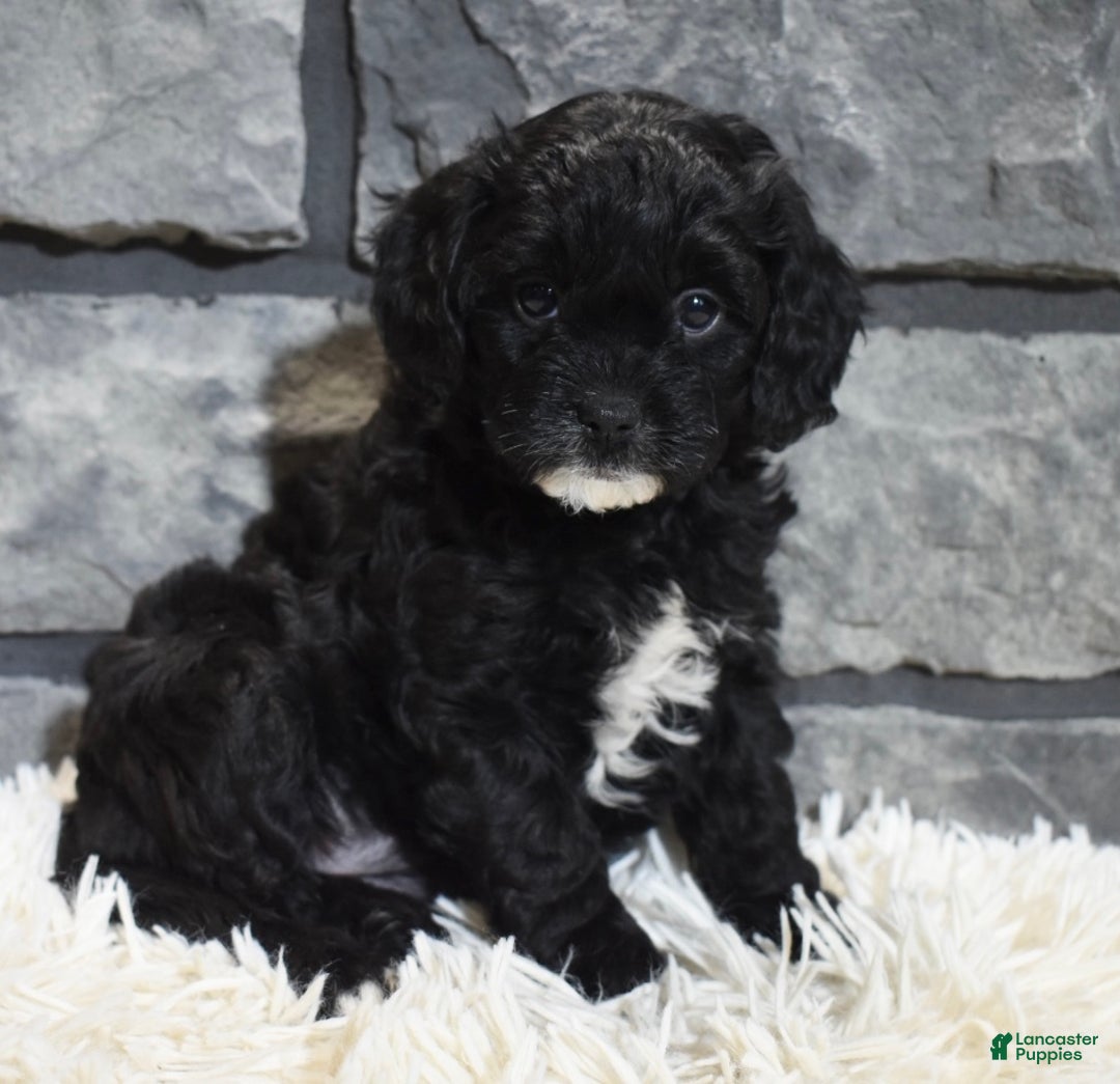Cavapoo dogs for sale: Skye - Ad 1