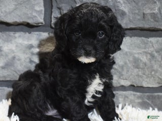 Cavapoo dogs Skye - Ad 8