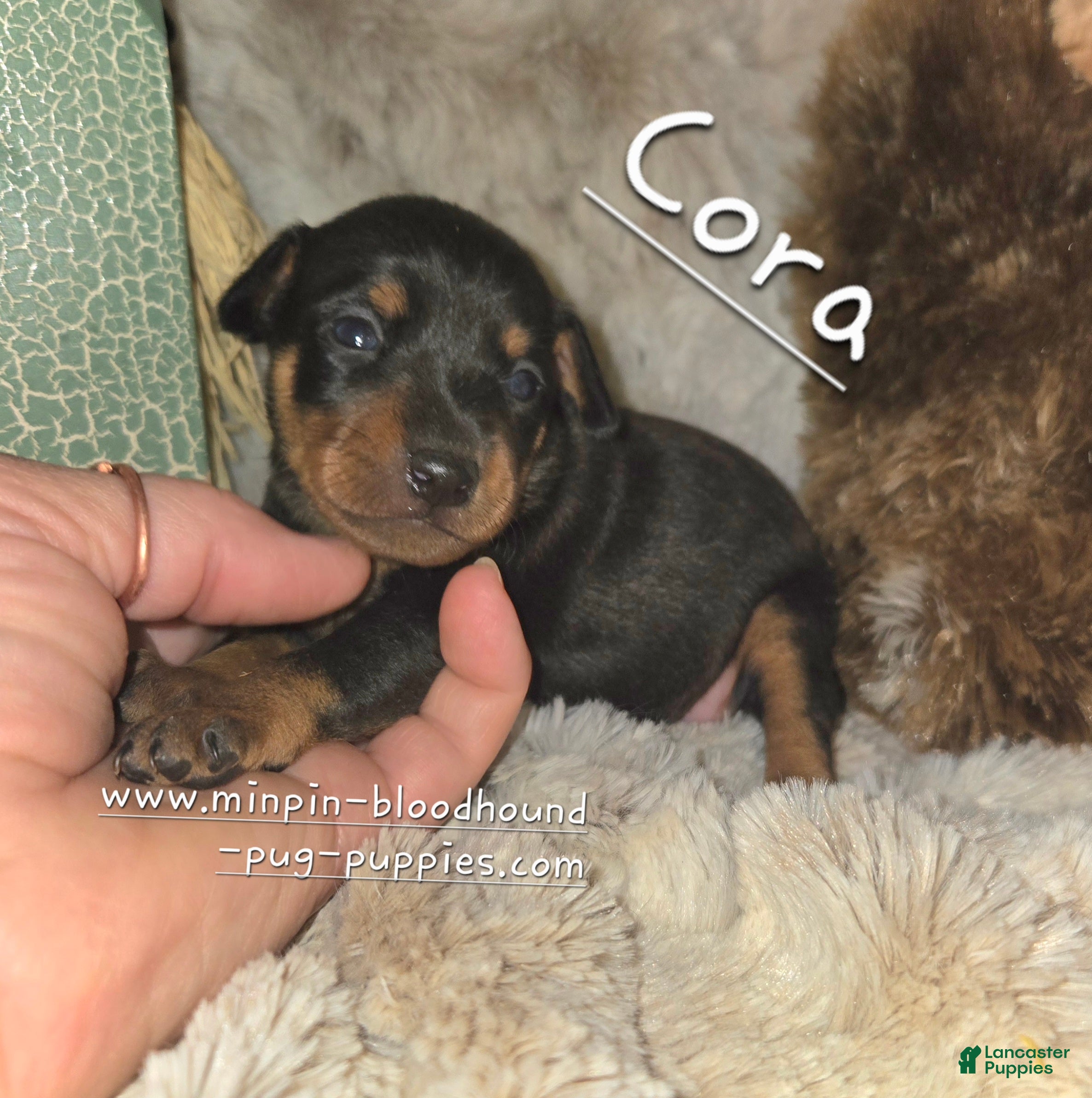 Miniature Pinscher (Miniature Pinscher, Female) in Norwood, MO