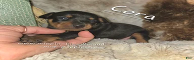 Cora black tan