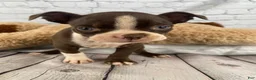 Boston Terrier dogs for sale: Zoey - Ad 3