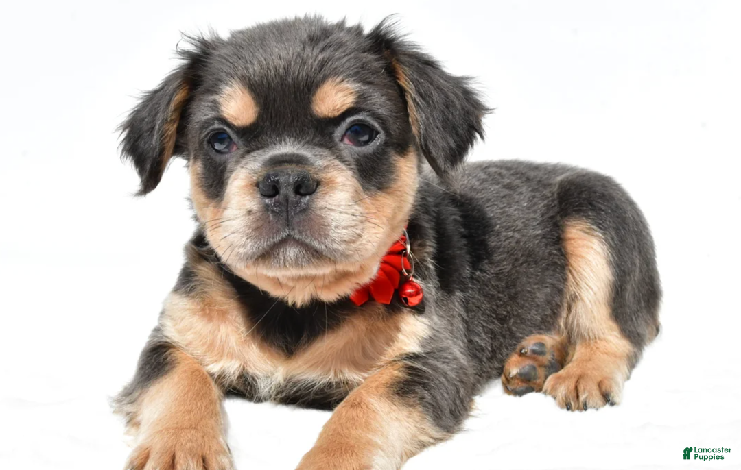 French Bulldog dogs for sale: Nikki - Ad 3