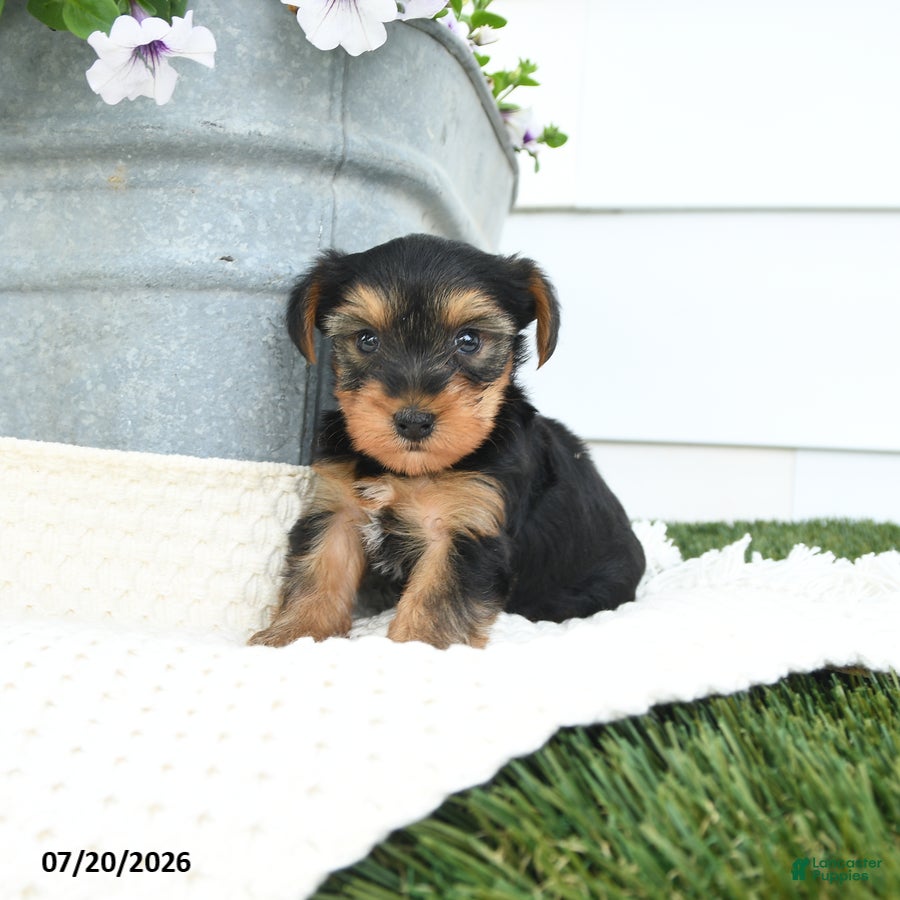 Yorkshire Terrier dogs Lucky - Ad 1