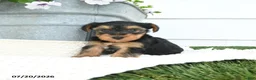 Yorkshire Terrier dogs for sale: Lucky - Ad 1