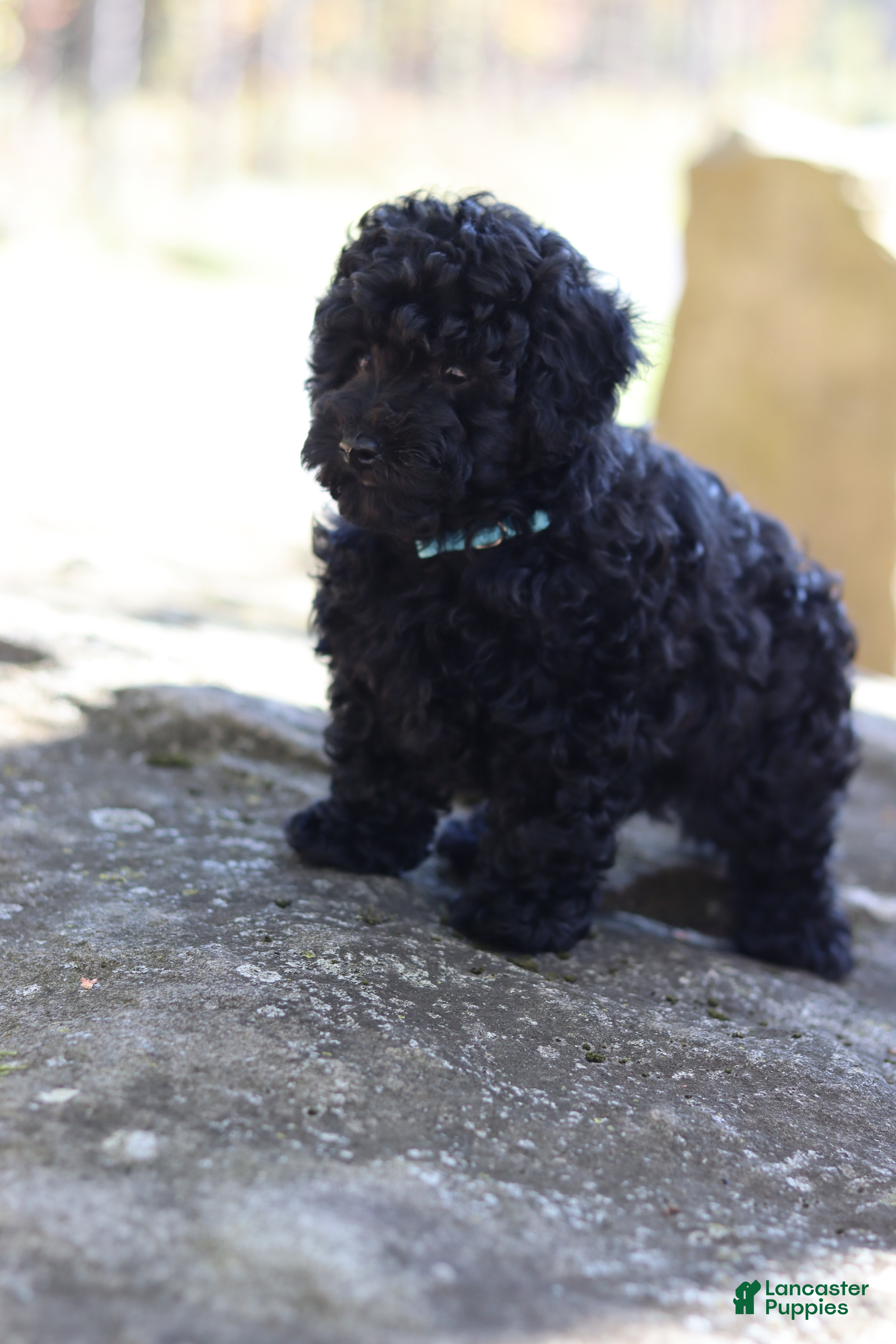 Miniature Poodle dogs Axel - Ad 40