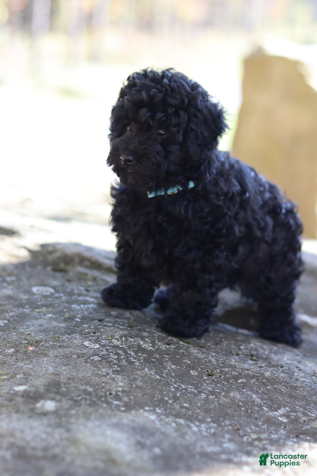 Miniature Poodle dogs for sale: Axel - Ad 1