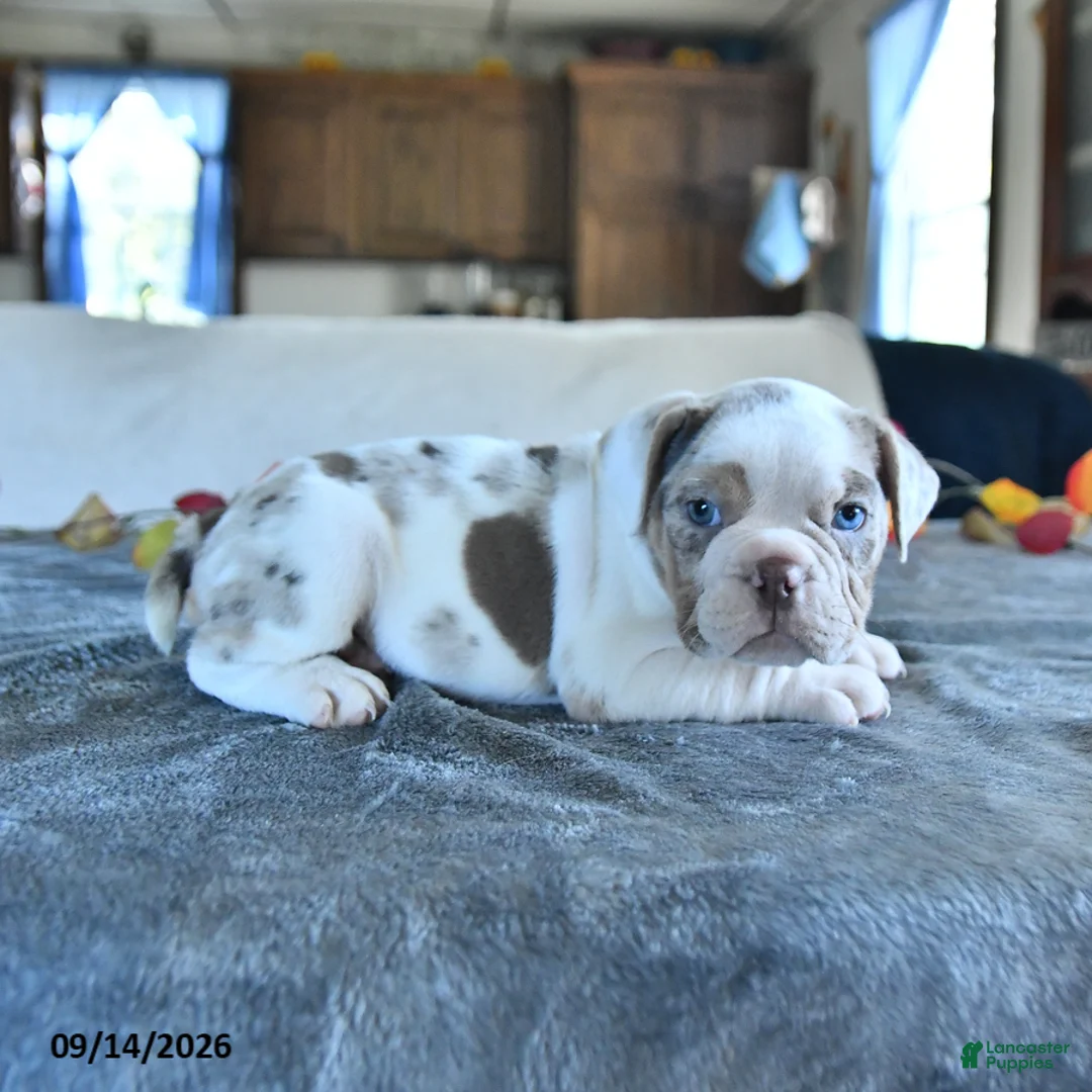 Beabull dogs for sale: Vanessa - Ad 2