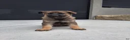 German Shepherd dogs for sale: Storm - Ad 4