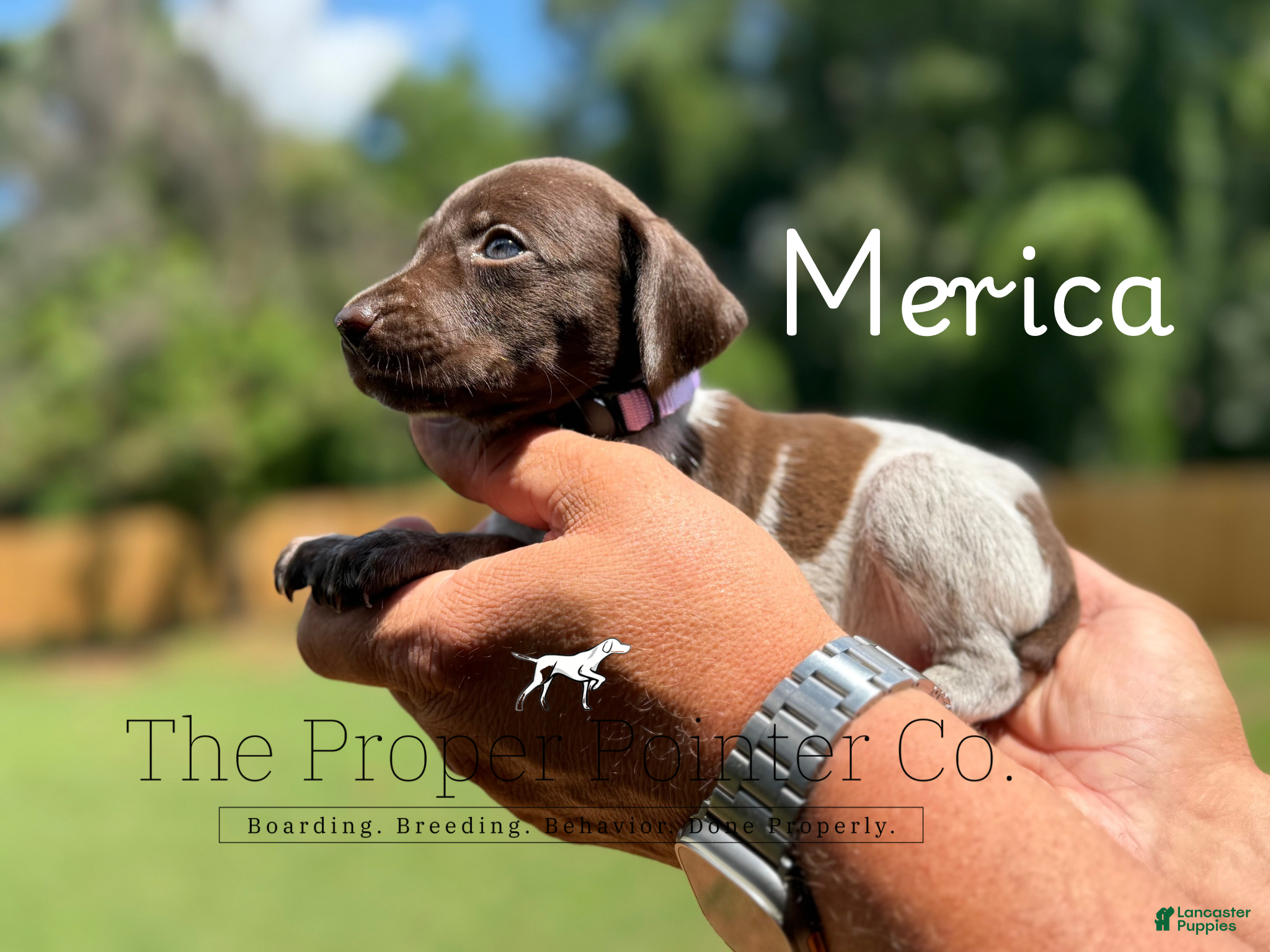 German Shorthaired Pointer dogs Merica - Ad 1