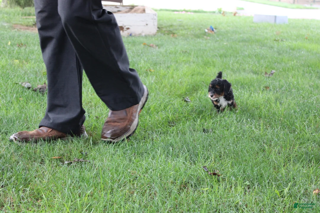 Miniature Poodle dogs for sale: Tanger - Ad 2