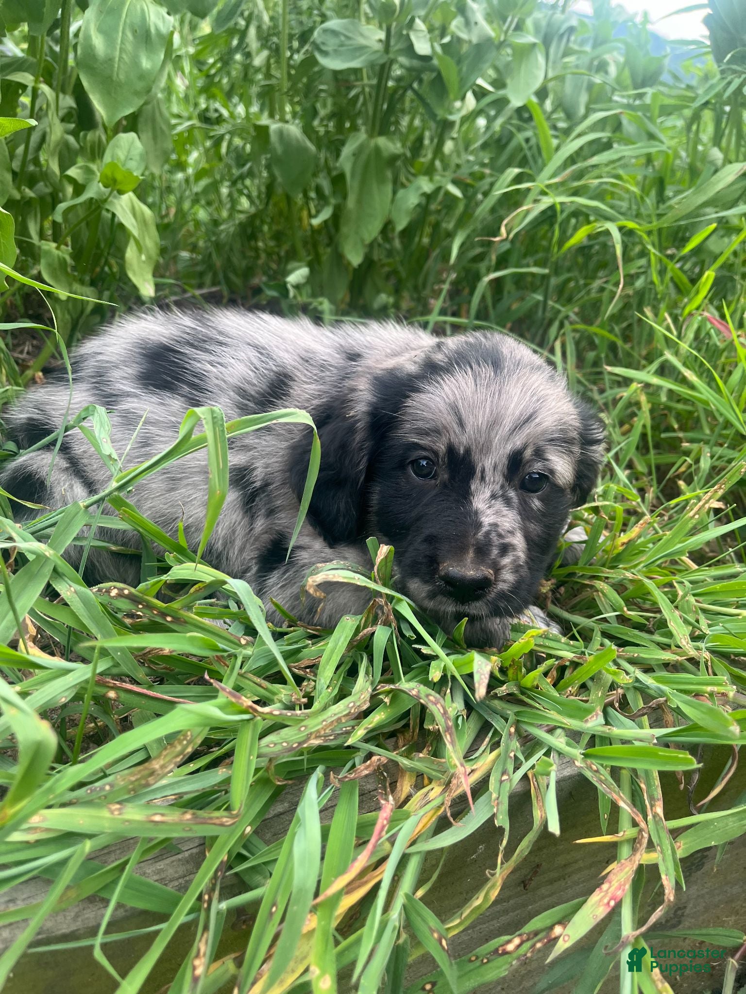 Mixed Breed dogs Laura - Ad 2