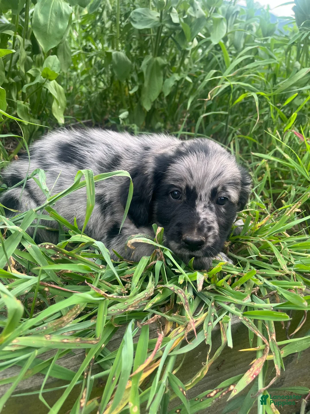 Mixed Breed dogs for sale: Laura - Ad 2