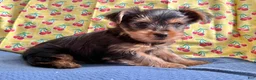 Yorkshire Terrier dogs for sale: KitKat  - Ad 5