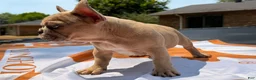French Bulldog dogs for sale: Reggie - Ad 5