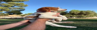 Brittany Spaniel 2