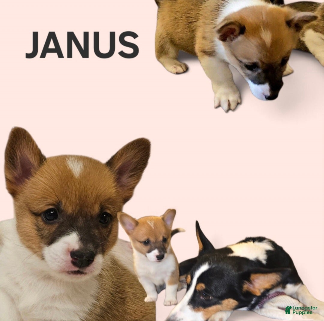 Mixed Breed dogs Janus - Ad 1