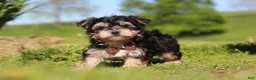 Morkie dogs for sale: Scooby - Ad 7