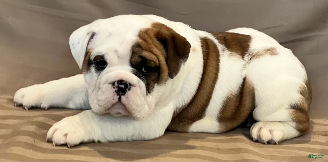 English Bulldog dogs for sale: Dandy - Ad 4