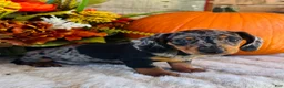Miniature Dachshund dogs for sale: Tarzan  - Ad 3