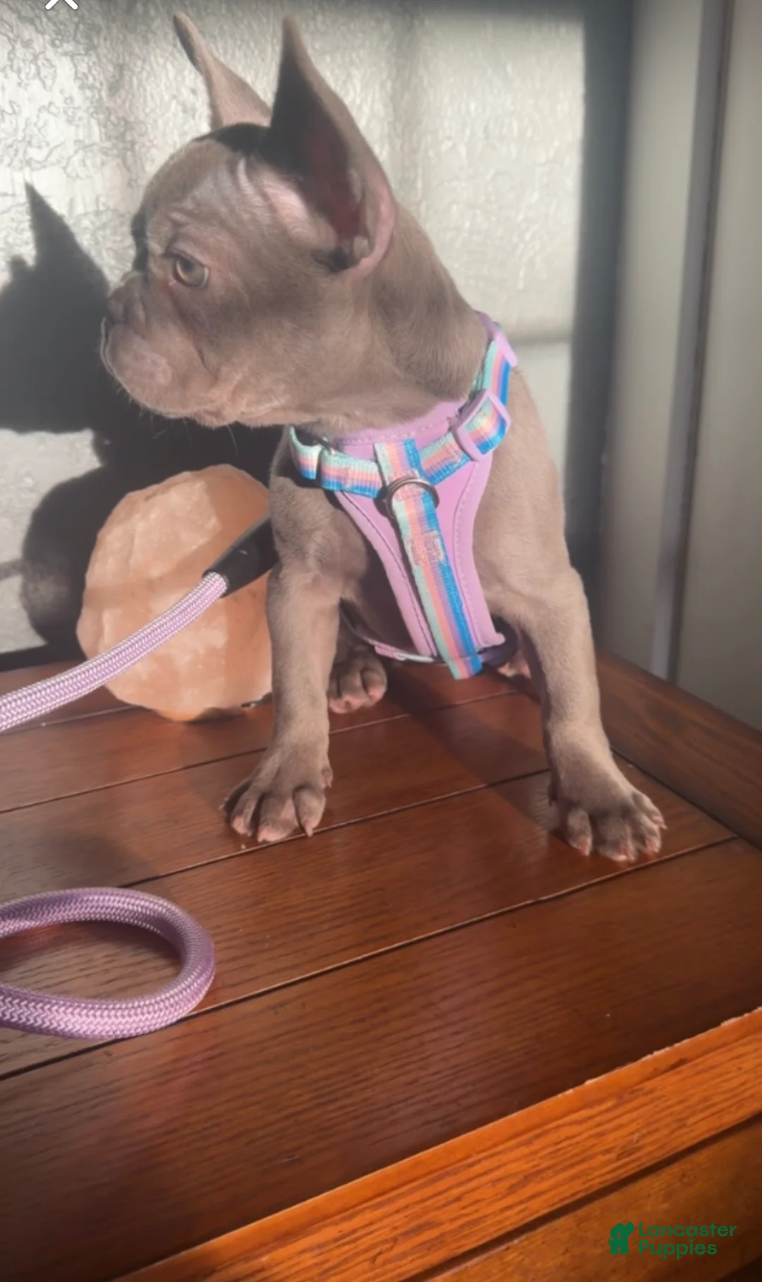 Gallery Image {{count}}