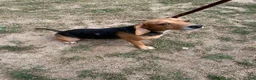 Beagle dogs for sale: Beagle 3 - Ad 8
