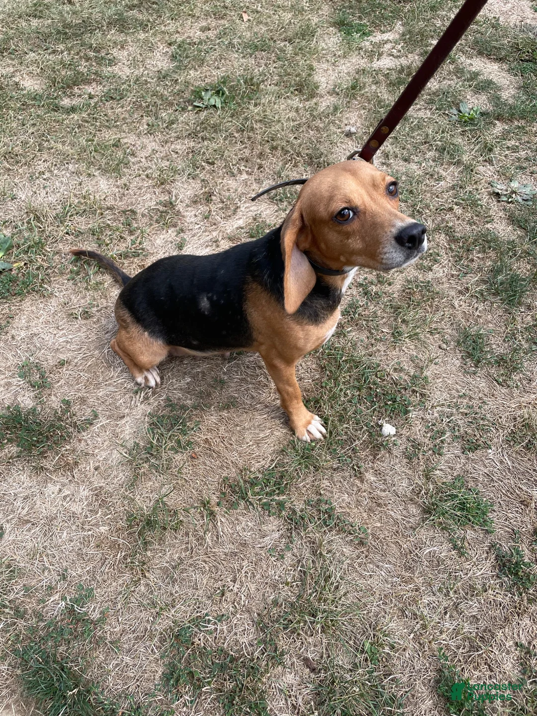 Beagle dogs for sale: Beagle 3 - Ad 8