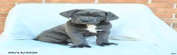 Cane Corso dogs for sale: Dexter - Ad 4