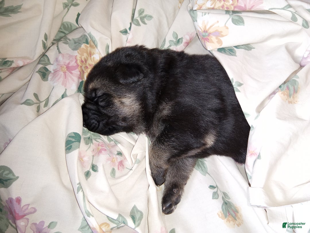 German Shepherd dogs for sale: Diamond - Ad 28