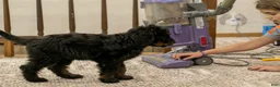 Bernedoodle dogs for sale: Olympic - Ready Now! - Ad 9