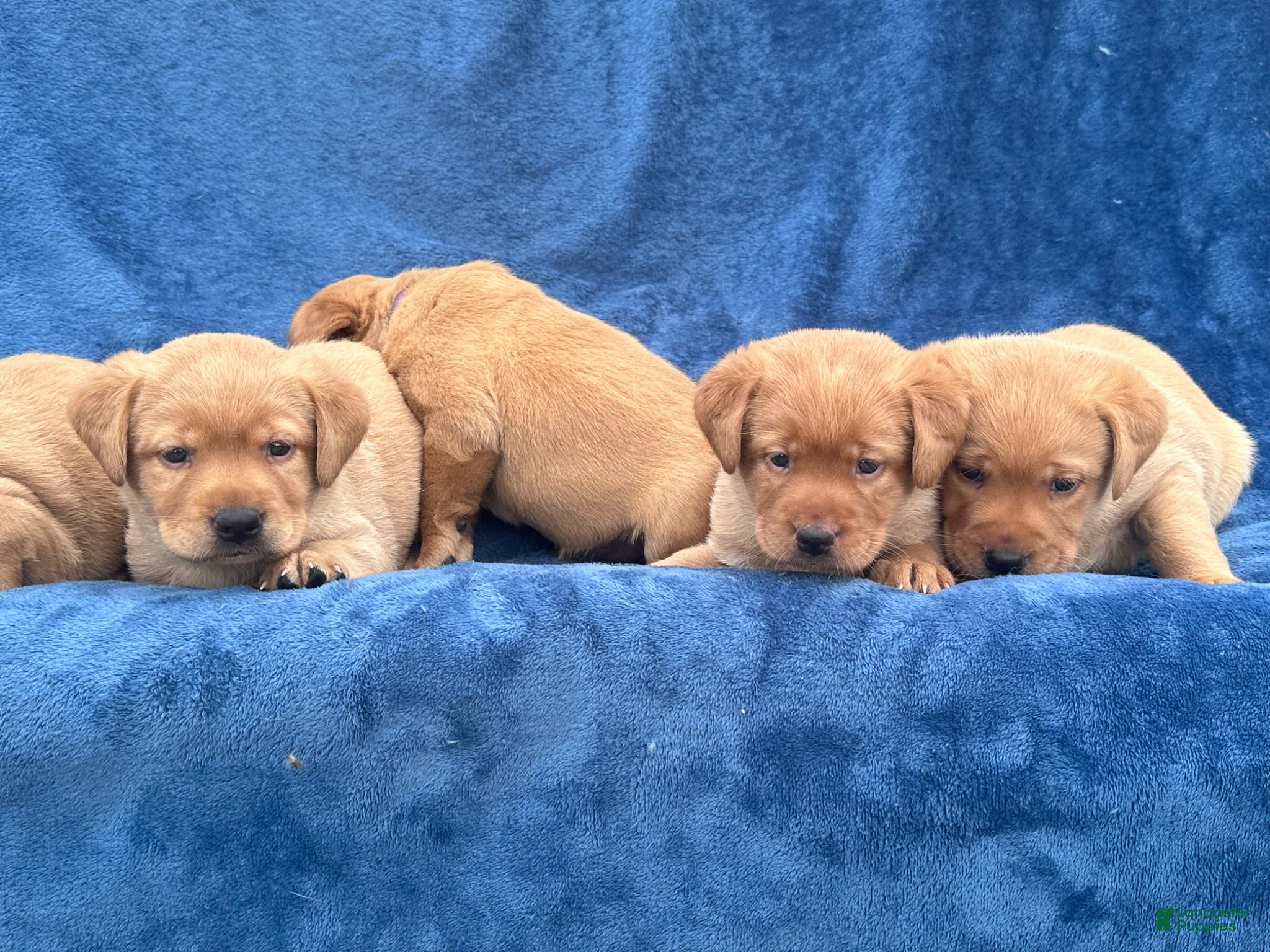 Labrador Retriever dogs #1 Female aka first born pup  - Ad 2