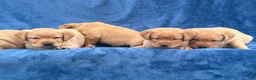 Labrador Retriever dogs for sale: #1 Female aka first born pup  - Ad 2