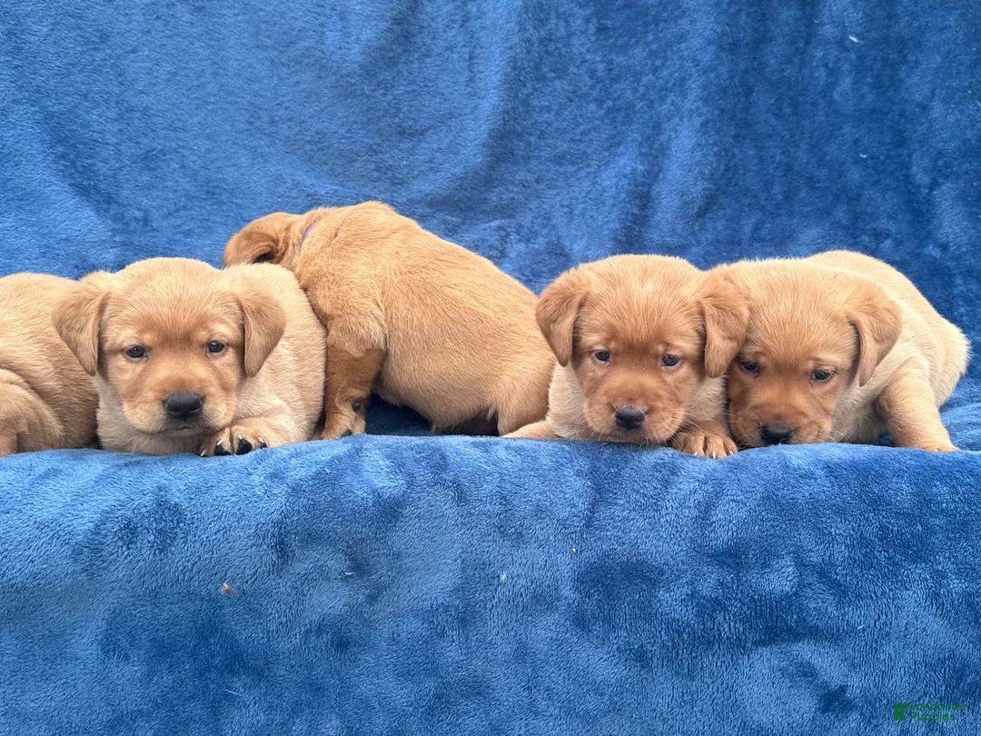 Labrador Retriever dogs for sale: #1 Female aka first born pup  - Ad 2