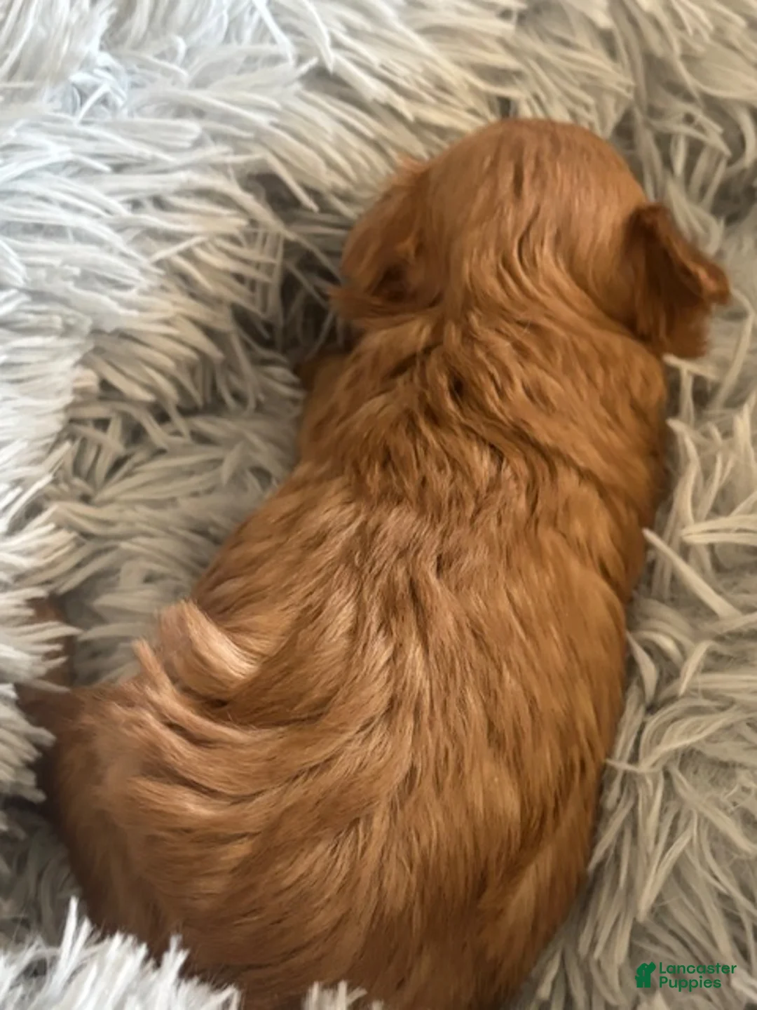Maltipoo dogs for sale: Alex - Ad 2