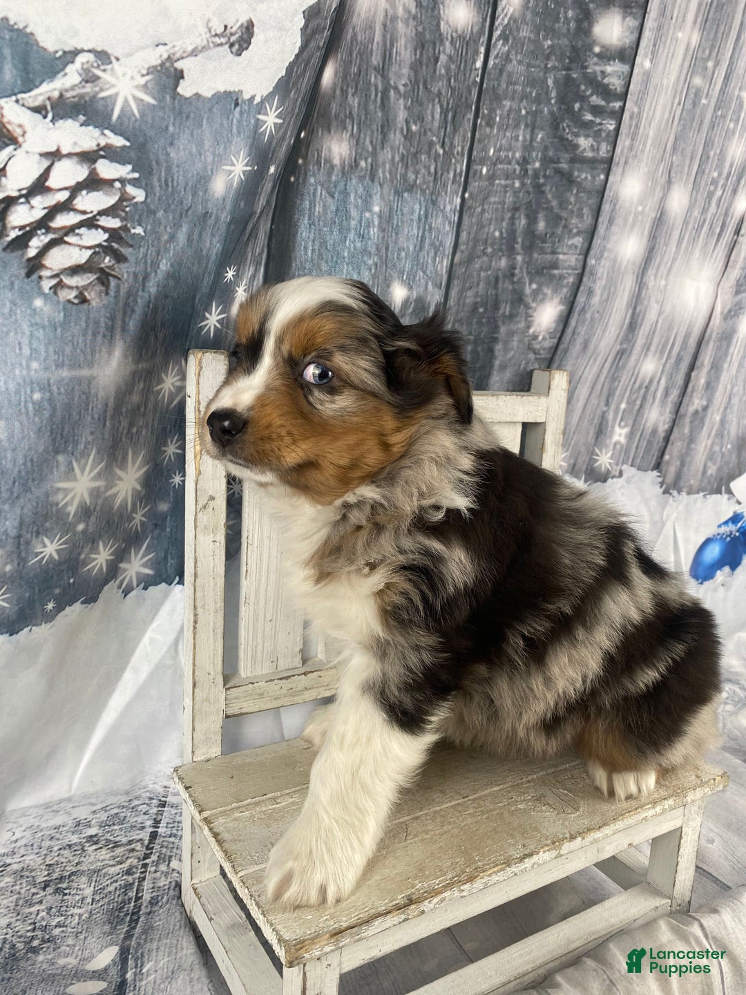 Australian Shepherd dogs for sale: Sterling - Ad 10