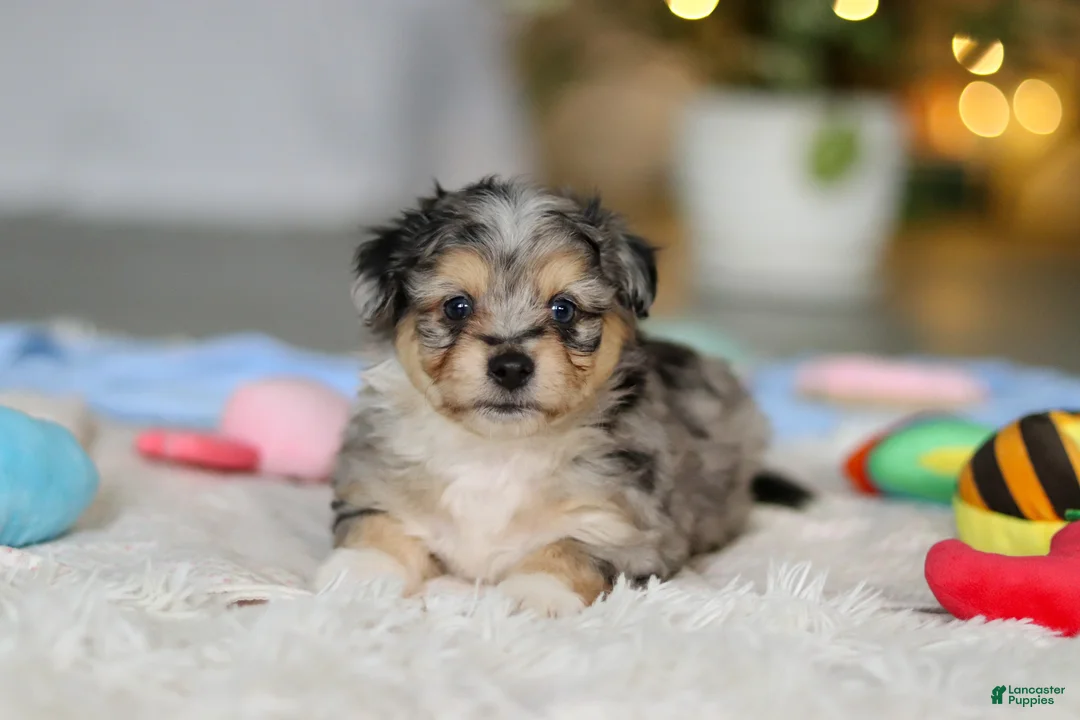 Mixed Breed dogs for sale: Benny - Ad 8