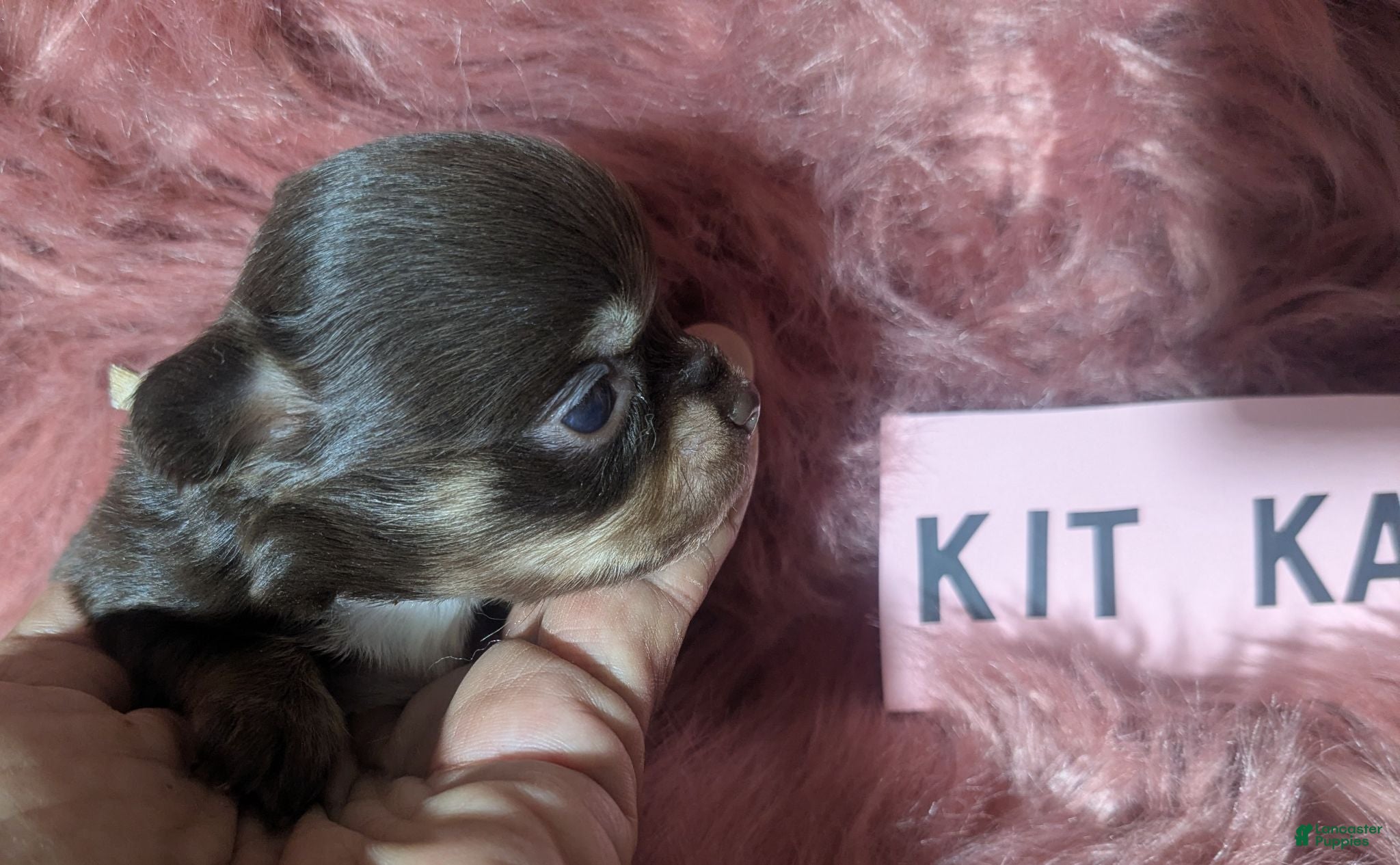 Chihuahua dogs Tiny Kit Kat LC Female   - Ad 11