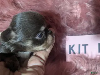 Chihuahua dogs Tiny Kit Kat LC Female - Ad 11