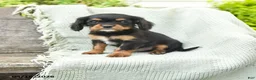 Cavalier King Charles Spaniel dogs for sale: Tommy - Ad 1