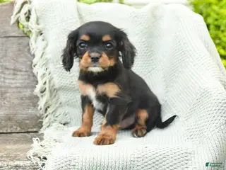 Cavalier King Charles Spaniel dogs for sale: Tommy - Ad 1
