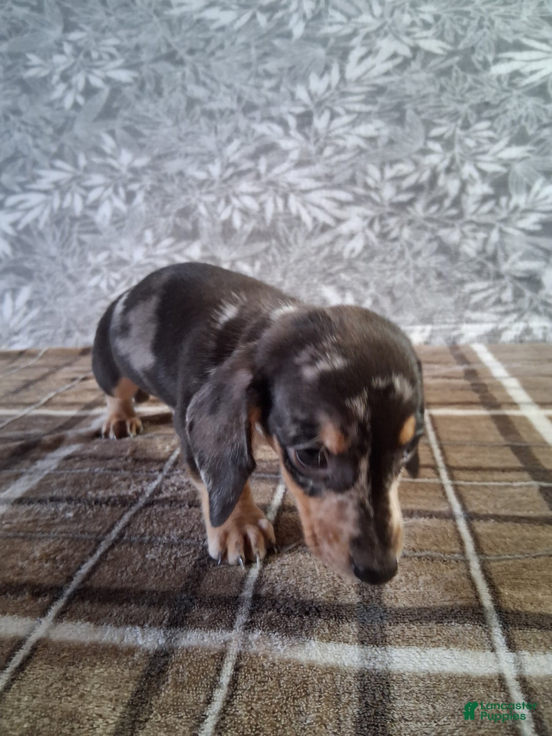 Miniature Dachshund dogs for sale: Snoopy - Ad 4